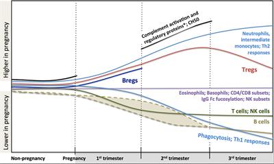 Maternal Immunological Adaptation During Normal Pregnancy